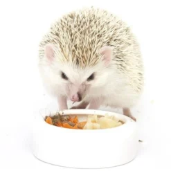 Exotic Nutrition Hedgehog Variety Pack Small Pet Treats -MiniMates Shop 534078 PT7. AC SS1800 V1658188944