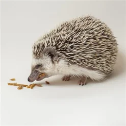 Exotic Nutrition Hedgehog Variety Pack Small Pet Treats -MiniMates Shop 534078 PT8. AC SS1800 V1658217975