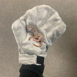 Exotic Nutrition Calming Small Pet Glove, Gray -MiniMates Shop 535614 PT5. AC SS1800 V1657658793