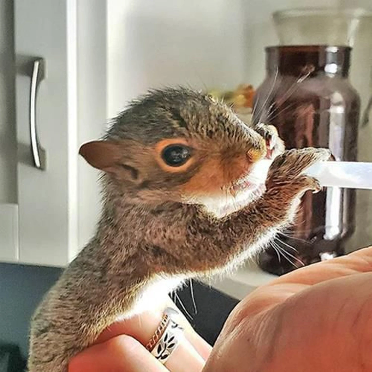 Exotic Nutrition O-Ring Syringes, 3-ml Luer Tip 8 Exotic Nutrition O-Ring Syringes, 3-ml Luer Tip - Image 8