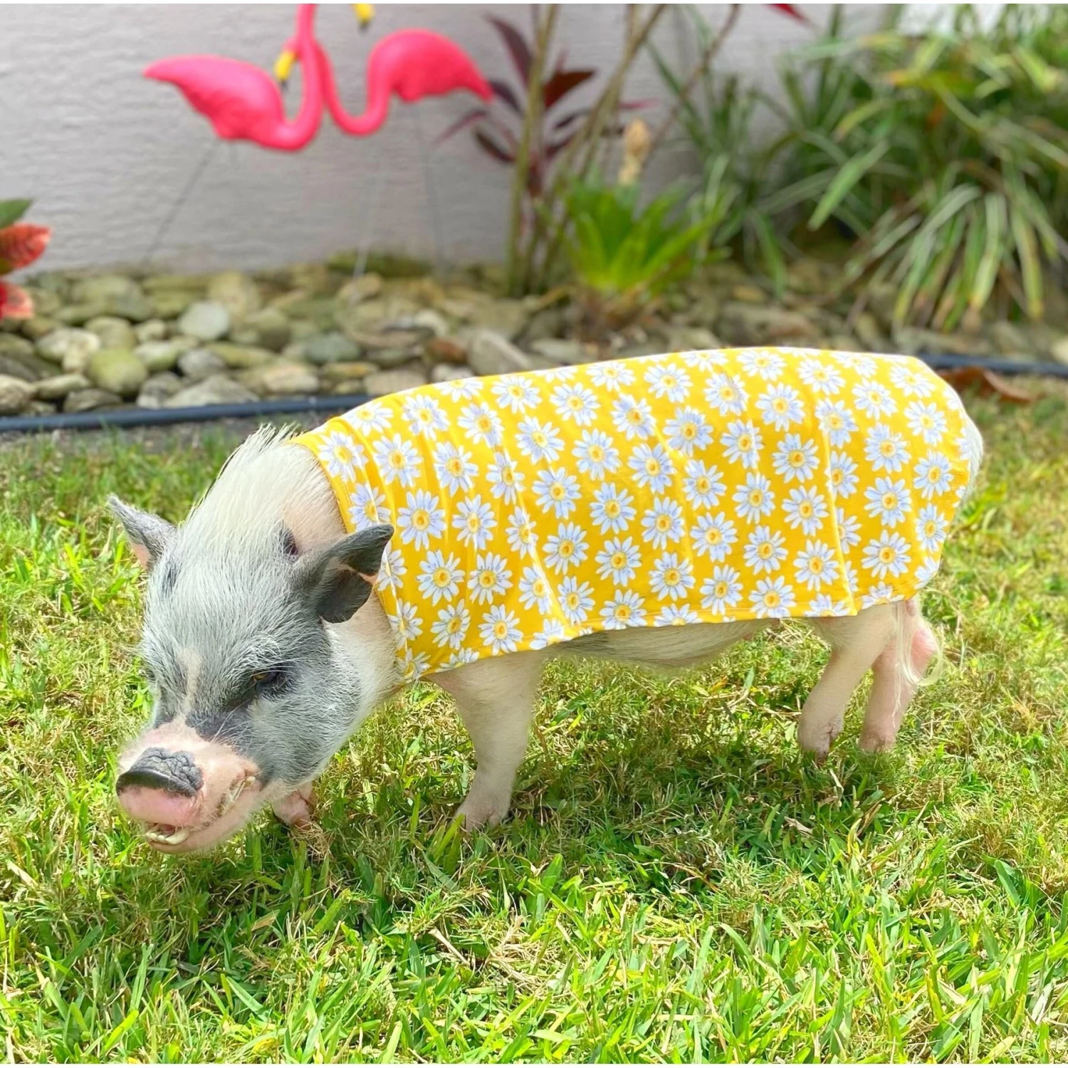 Morty's Pig Clothes Summer Sun Cloak UV Protection Mini Pig Dress 2 Morty's Pig Clothes Summer Sun Cloak UV Protection Mini Pig Dress - Image 2