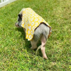 Morty's Pig Clothes Summer Sun Cloak UV Protection Mini Pig Dress 9 Morty's Pig Clothes Summer Sun Cloak UV Protection Mini Pig Dress -MiniMates Shop 575806 PT3. AC SS1800 V1657805427