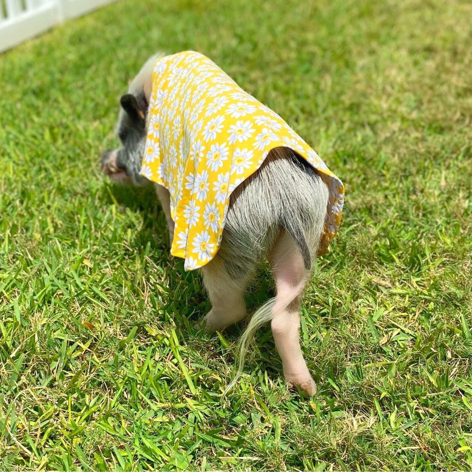 Morty's Pig Clothes Summer Sun Cloak UV Protection Mini Pig Dress 4 Morty's Pig Clothes Summer Sun Cloak UV Protection Mini Pig Dress - Image 4