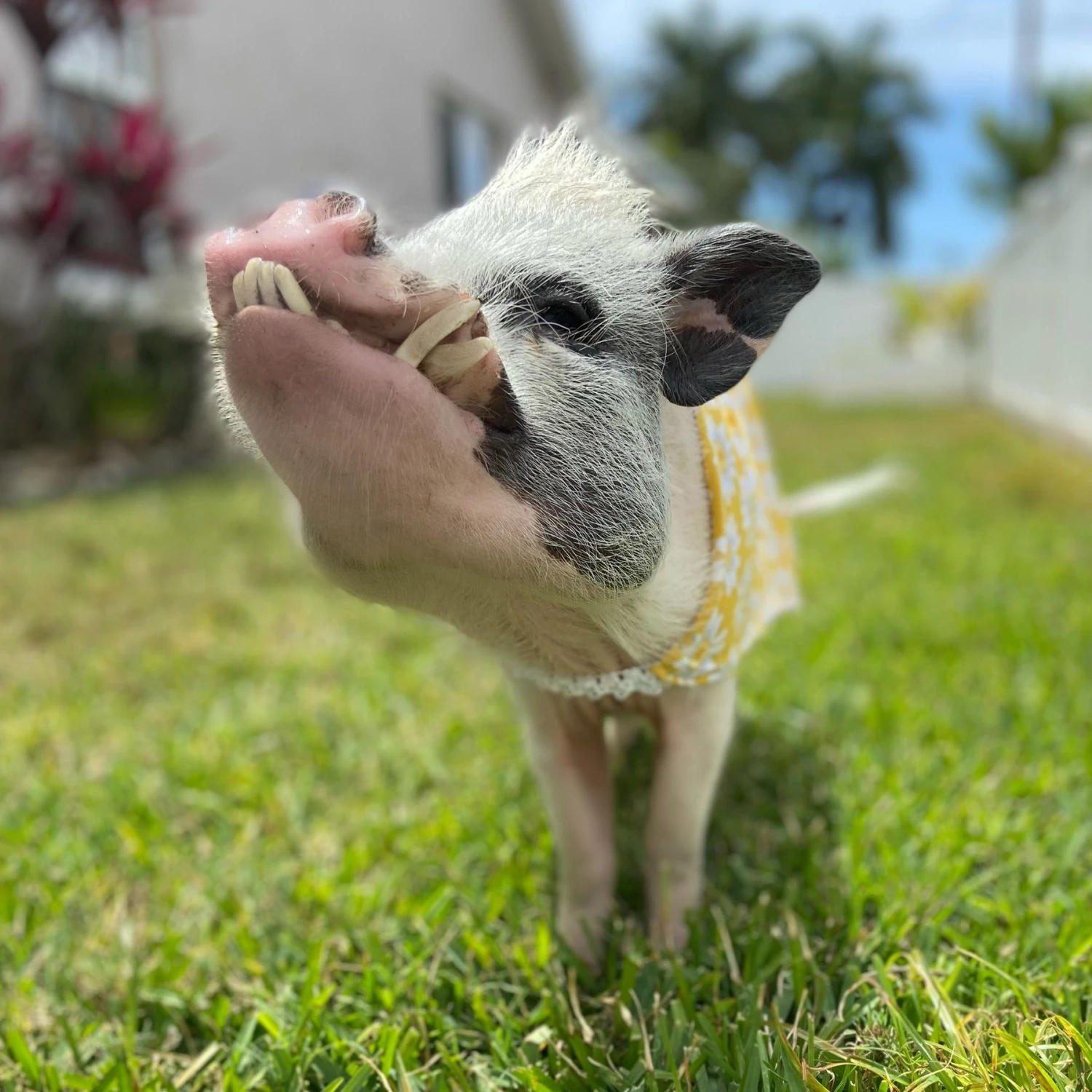 Morty's Pig Clothes Summer Sun Cloak UV Protection Mini Pig Dress 6 Morty's Pig Clothes Summer Sun Cloak UV Protection Mini Pig Dress - Image 6