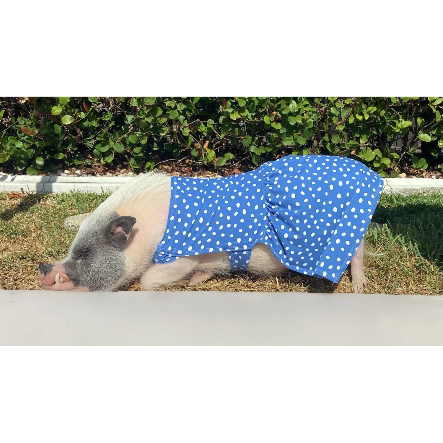 Morty's Pig Clothes Summer Sun UV Protection Mini Pig Dress 2 Morty's Pig Clothes Summer Sun UV Protection Mini Pig Dress - Image 2