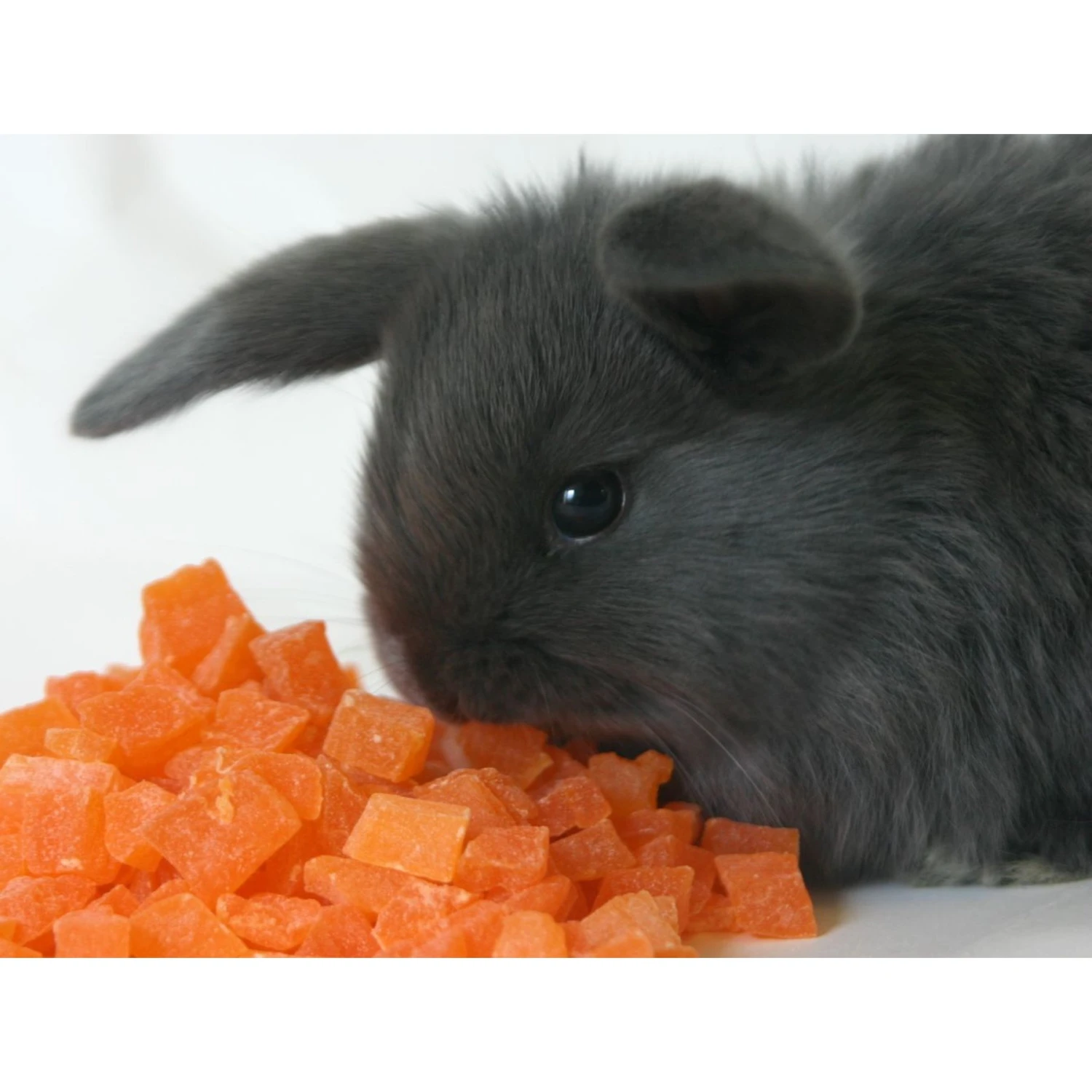 Sweet Meadow Farm Premium Timothy Pellets Adult Guinea Pig Food + 3 Items 7 Sweet Meadow Farm Premium Timothy Pellets Adult Guinea Pig Food + 3 Items - Image 7