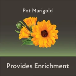 Field+Forest By Kaytee Mini Hay Bales Marigold Small Pet Hay, 3.5-oz Bag 15 Field+Forest By Kaytee Mini Hay Bales Marigold Small Pet Hay, 3.5-oz Bag -MiniMates Shop 690046 PT6. AC SS1800 V1667864932