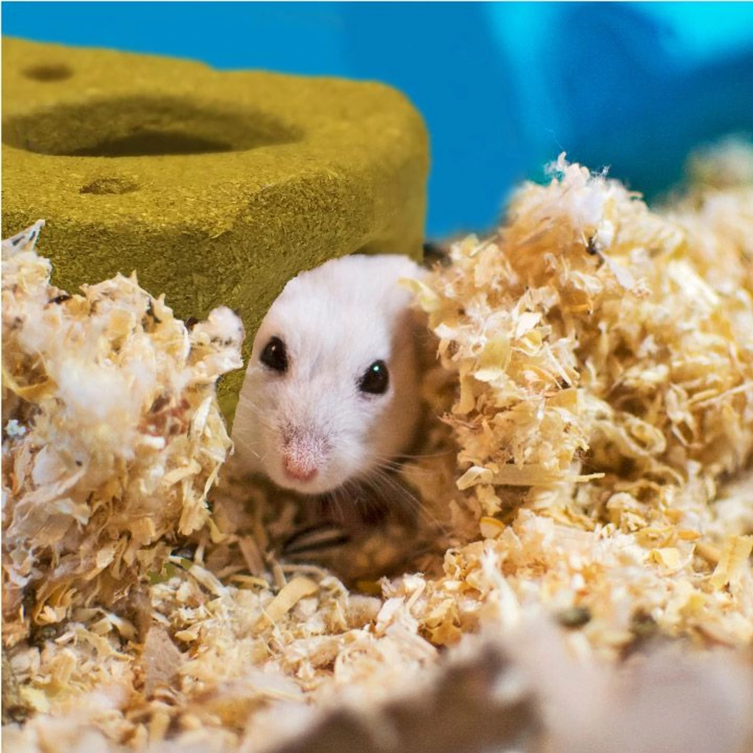 Wild Harvest Picnic Party Hut Cheese Small Pet Treat 7 Wild Harvest Picnic Party Hut Cheese Small Pet Treat - Image 7