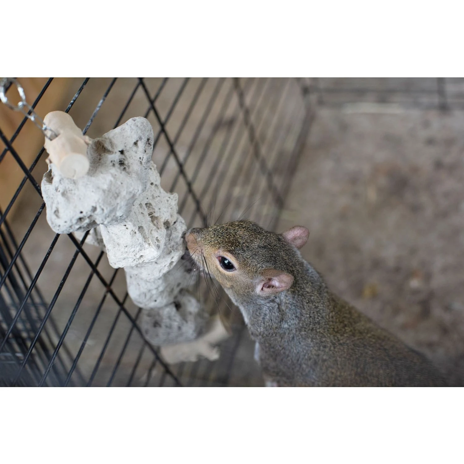 Exotic Nutrition Pumice Hanging Sugar Glider & Mouse Chew Toy 5 Exotic Nutrition Pumice Hanging Sugar Glider & Mouse Chew Toy - Image 5