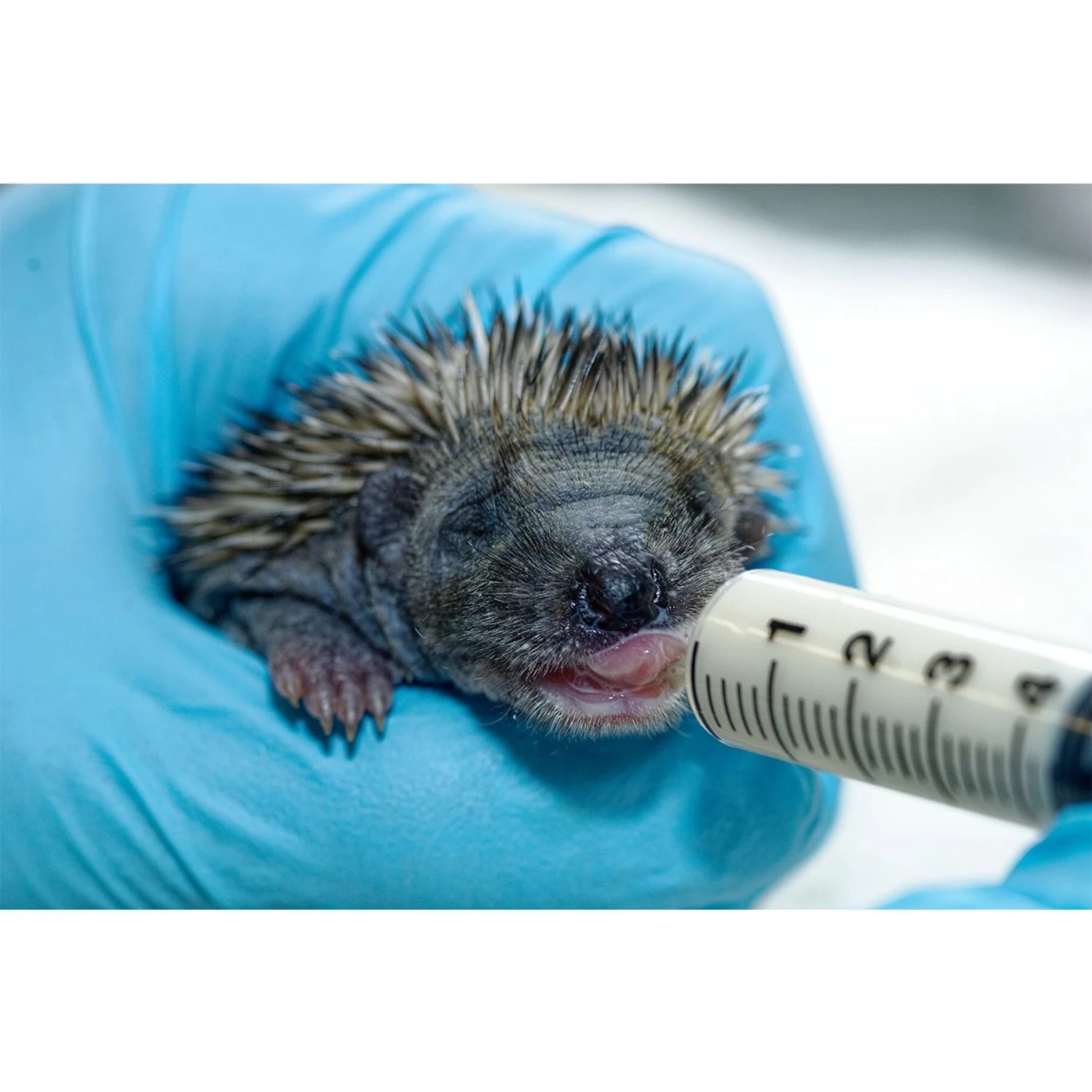 Exotic Nutrition Specialty Milk Replacer Small-Pet Milk Supplement, 8.8-oz Bag 2 Exotic Nutrition Specialty Milk Replacer Small-Pet Milk Supplement, 8.8-oz Bag - Image 2