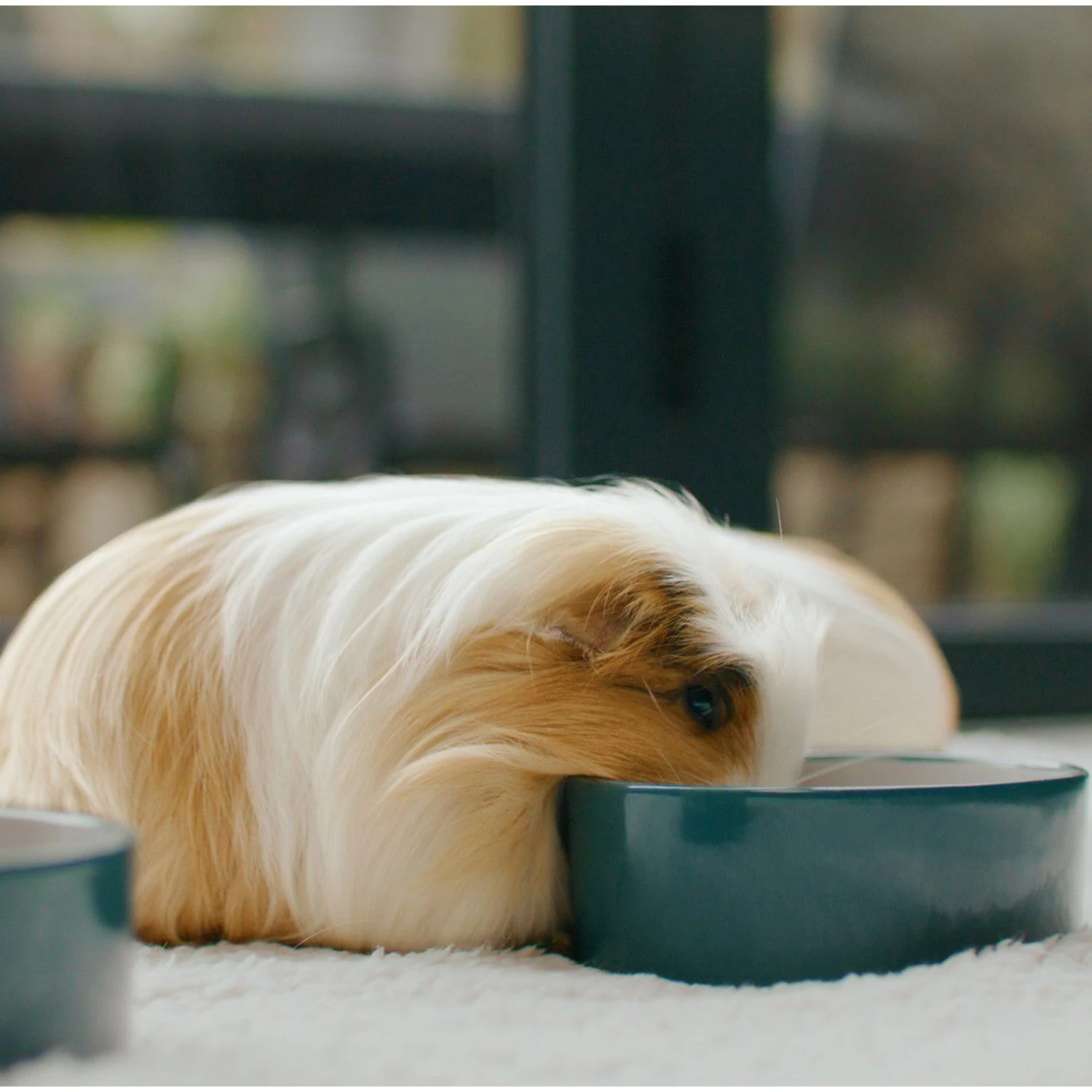 Science Selective Guinea Pig Food 4 Science Selective Guinea Pig Food - Image 4