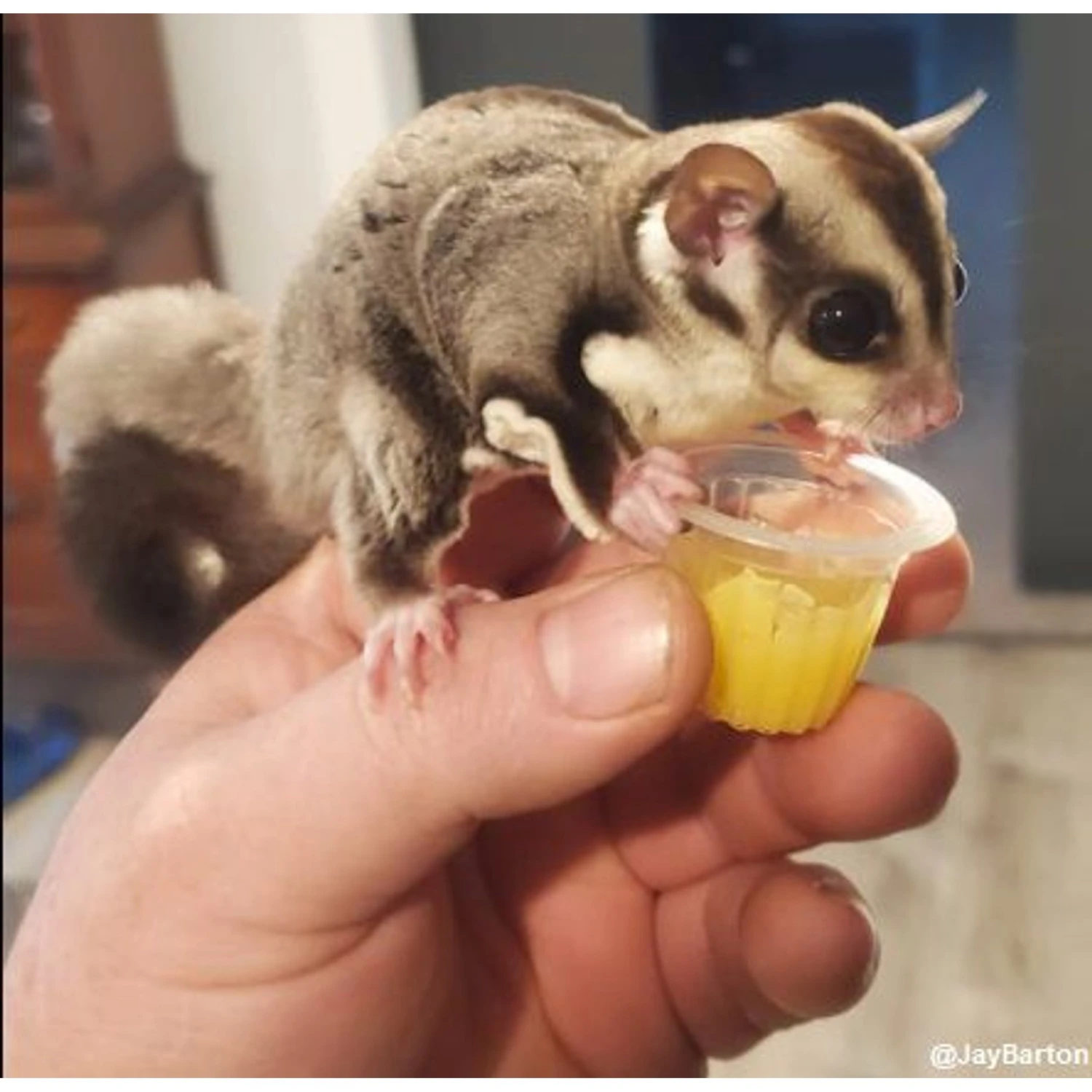 Exotic Nutrition Nectar Pods Honey Small Pet Treats, 16-gm, 8-pack 8 Exotic Nutrition Nectar Pods Honey Small Pet Treats, 16-gm, 8-pack - Image 8