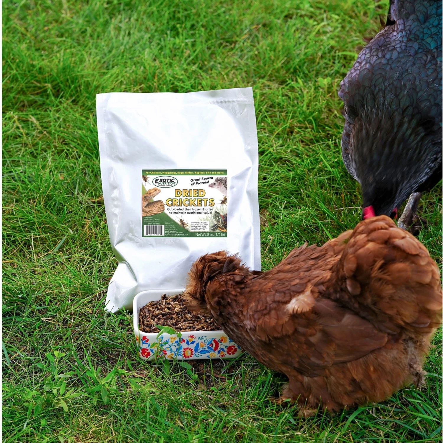 Exotic Nutrition Dried Crickets Small Pet Treats, 8-oz Bag 7 Exotic Nutrition Dried Crickets Small Pet Treats, 8-oz Bag - Image 7