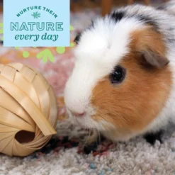 Oxbow Enriched Life Run 'n Rattle Small Pet Toy 11 Oxbow Enriched Life Run 'n Rattle Small Pet Toy -MiniMates Shop 782270 PT5. AC SS1800 V1678999761