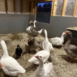 Dominion Hemp Small Pet Hemp Bedding, 30-qt -MiniMates Shop 808414 PT5. AC SS1800 V1698092826