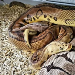 Dominion Hemp Small Pet Hemp Bedding, 30-qt -MiniMates Shop 808414 PT7. AC SS1800 V1698091922