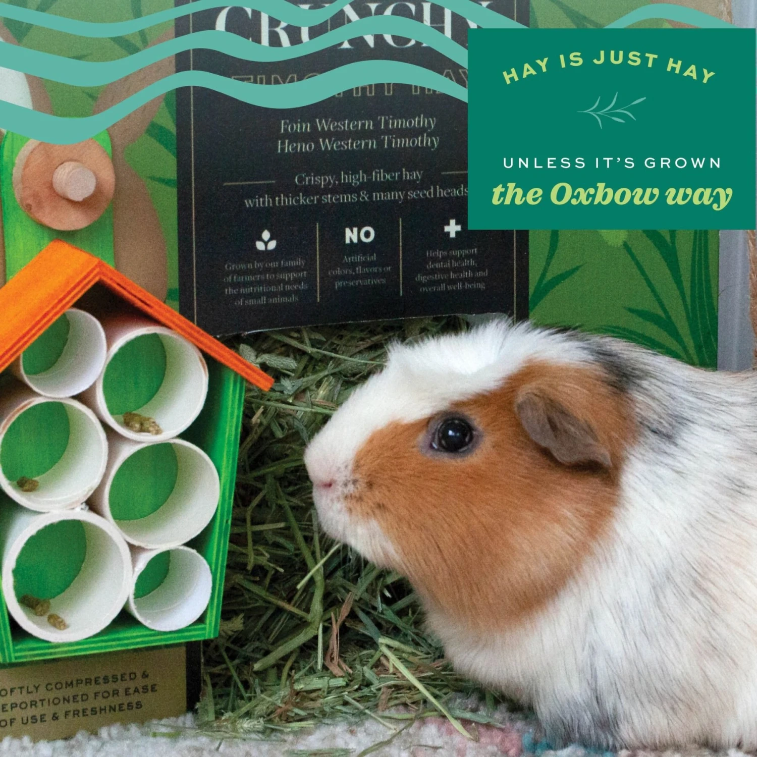 Oxbow Prime Cut Hearty & Crunchy Timothy Hay Small-Pet Food, 40-oz Bag 8 Oxbow Prime Cut Hearty & Crunchy Timothy Hay Small-Pet Food, 40-oz Bag - Image 8