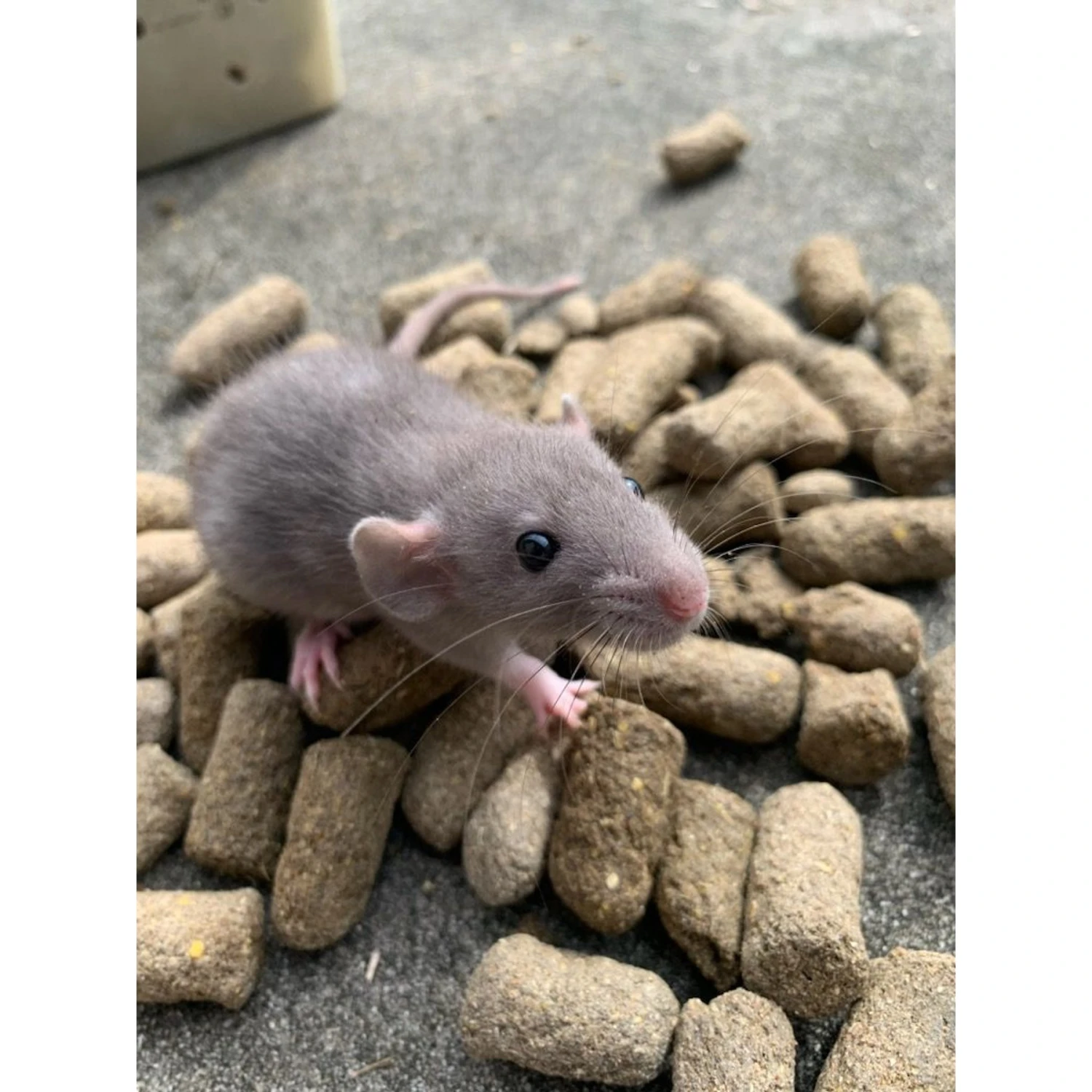 AgSolv Feed Health Rodent 18% Grower & Breeder Small Pet Food 5 AgSolv Feed Health Rodent 18% Grower & Breeder Small Pet Food - Image 5