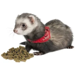 Marshall Premium Senior Formula Ferret Food 7 Marshall Premium Senior Formula Ferret Food -MiniMates Shop 95162 PT2. AC SS1800 V1598654756