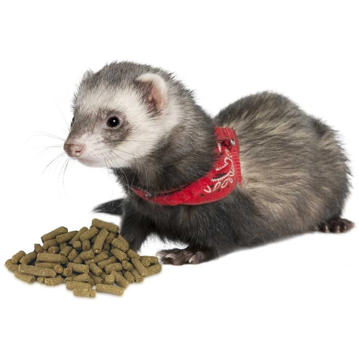 Marshall Premium Senior Formula Ferret Food 3 Marshall Premium Senior Formula Ferret Food - Image 3