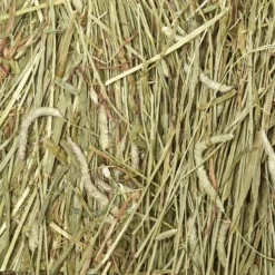 Kaytee Timothy Hay Wafer-Cut Small Animal Food -MiniMates Shop 95623 PT7. AC SS1800 V1621898047