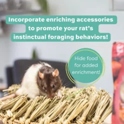 Oxbow Essentials Regal Rat Adult Rat Food 15 Oxbow Essentials Regal Rat Adult Rat Food -MiniMates Shop 96010 PT6. AC SS1800 V1661823802