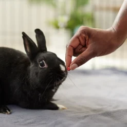 Oxbow Simple Rewards Freeze-Dried Strawberry Small Animal Treats 7 Oxbow Simple Rewards Freeze-Dried Strawberry Small Animal Treats -MiniMates Shop 96090 PT3. AC SS1800 V1682710787