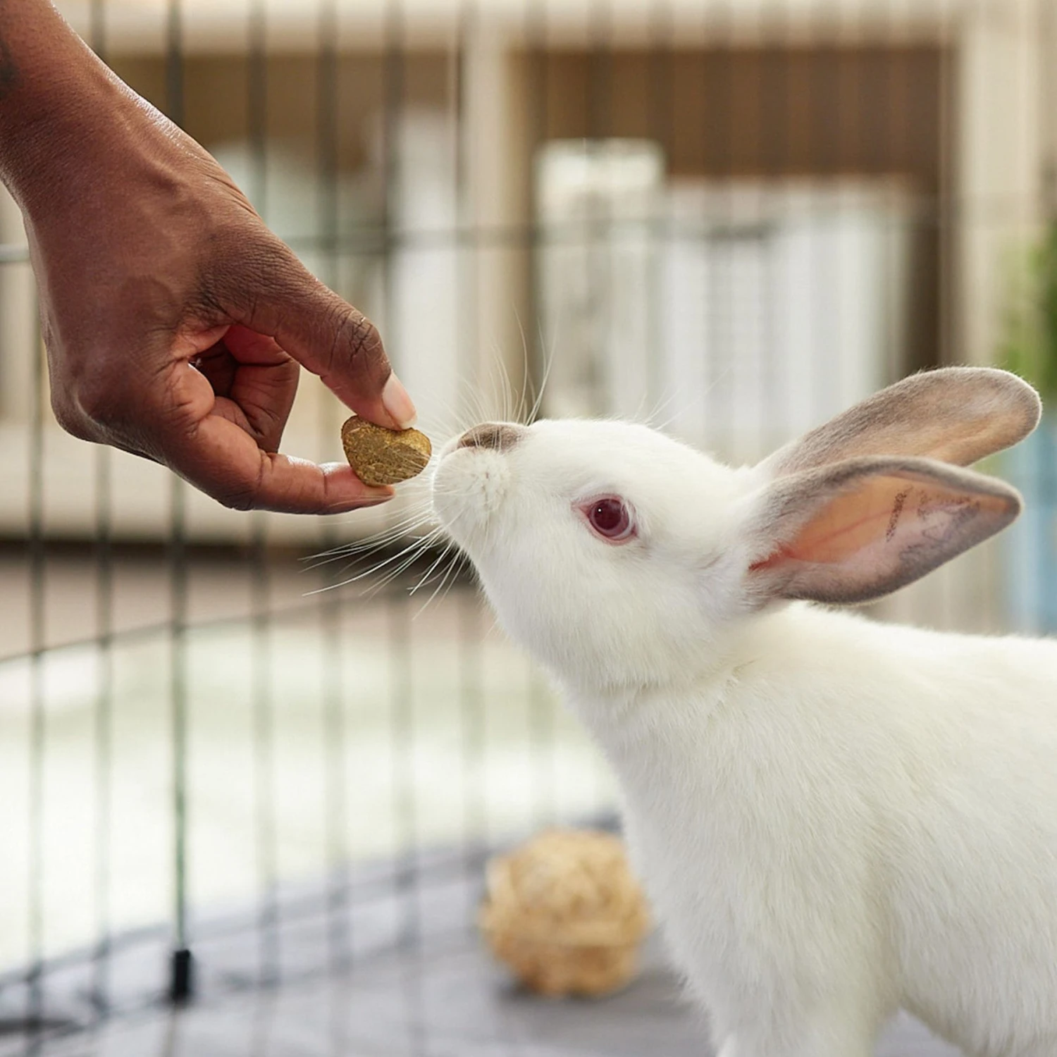 Oxbow Simple Rewards Oven Baked With Apple & Banana Small Animal Treats 4 Oxbow Simple Rewards Oven Baked With Apple & Banana Small Animal Treats - Image 4