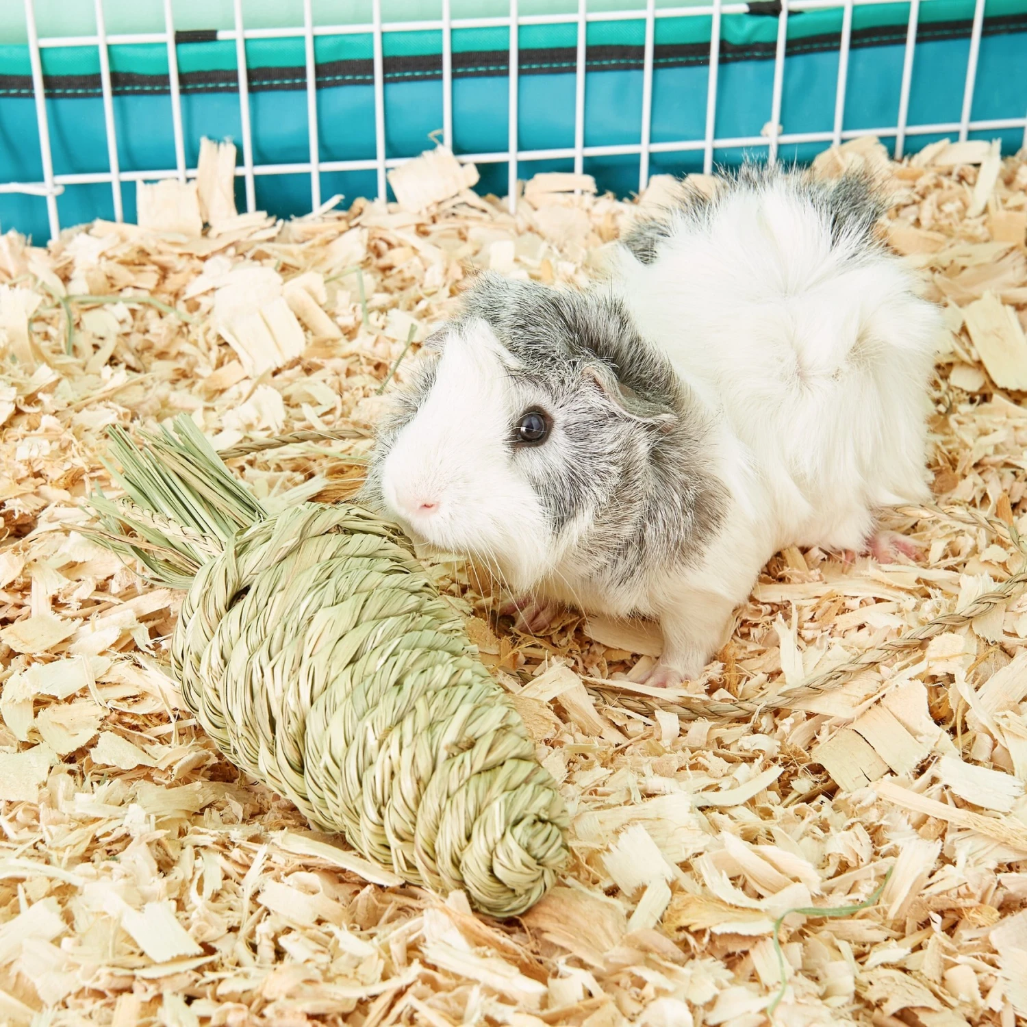 Oxbow Timothy Club Carrot Small Animal Treat 4 Oxbow Timothy Club Carrot Small Animal Treat - Image 4