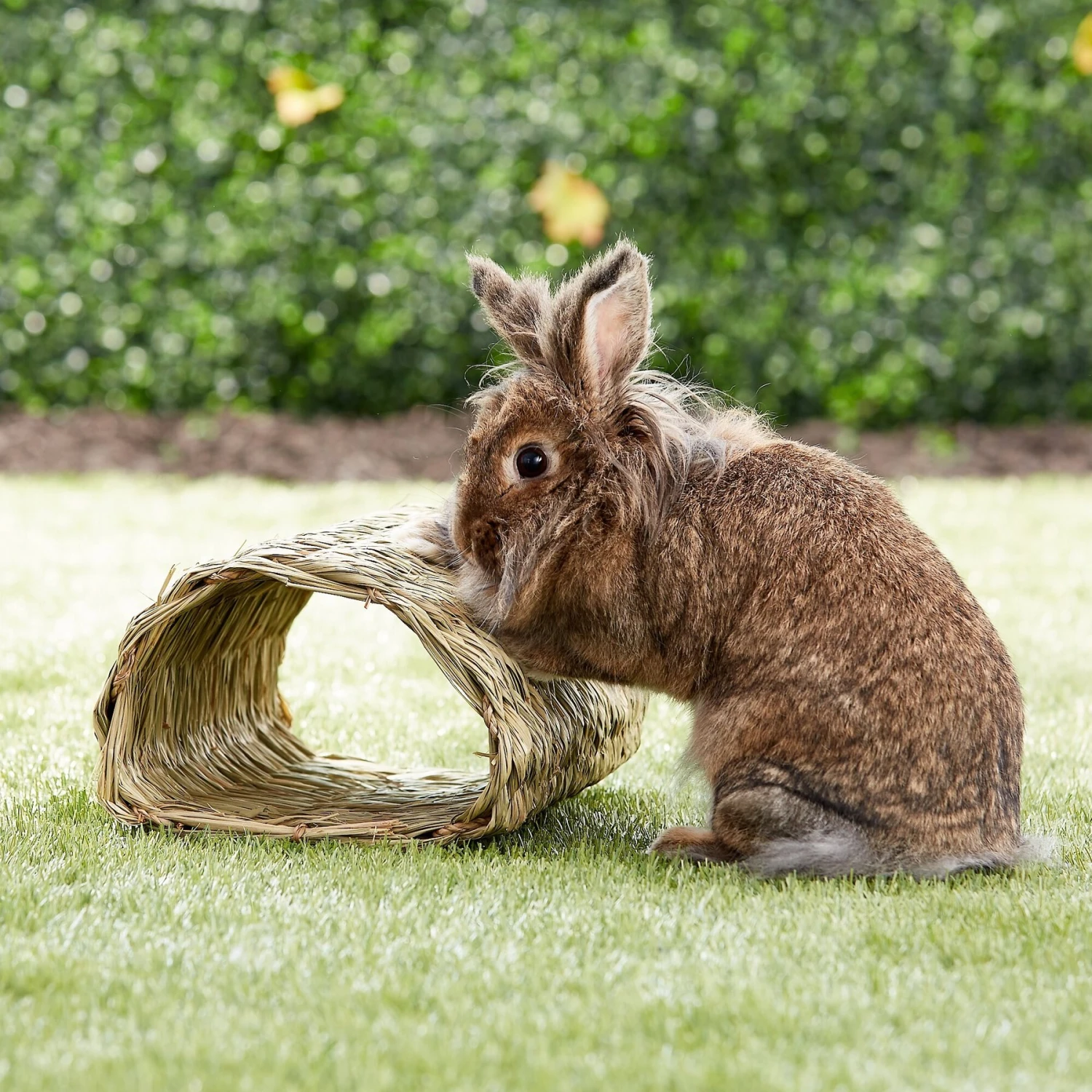Oxbow Timothy Club Tunnel Small Animal Hideout 2 Oxbow Timothy Club Tunnel Small Animal Hideout - Image 2