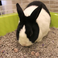 Vitakraft Drops Wild Berry Yogurt Rabbit Treats, 5.3-oz Bag -MiniMates Shop 96278 PT6. AC SS1800 V1666652596