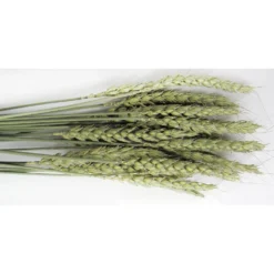 Brown's Tropical Carnival Natural Wheat Sprays Small Animal Treats -MiniMates Shop 97168 PT3. AC SS1800 V1477925348