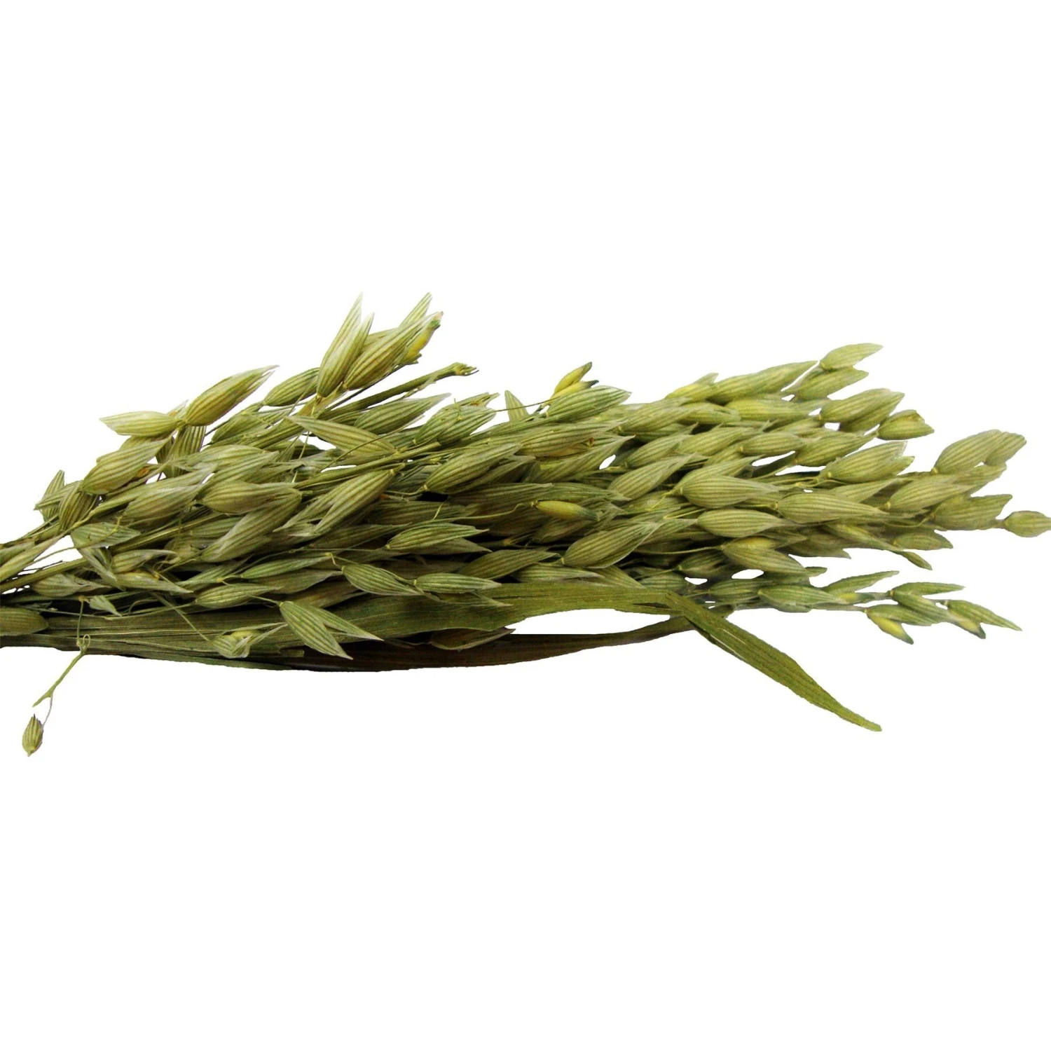 Brown's Tropical Carnival Oat Spray Small Animal Treats 4 Brown's Tropical Carnival Oat Spray Small Animal Treats - Image 4