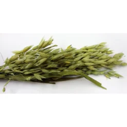 Brown's Tropical Carnival Oat Spray Small Animal Treats 9 Brown's Tropical Carnival Oat Spray Small Animal Treats -MiniMates Shop 97170 PT4. AC SS1800 V1477925354