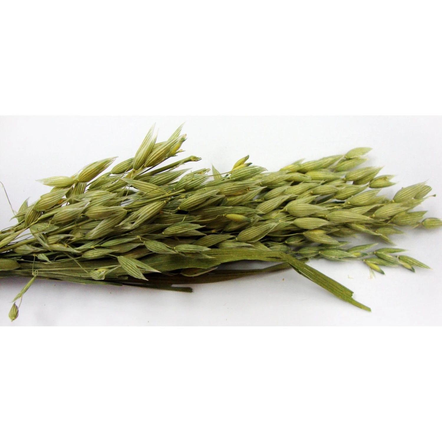 Brown's Tropical Carnival Oat Spray Small Animal Treats 5 Brown's Tropical Carnival Oat Spray Small Animal Treats - Image 5