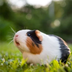 Standlee PremiYum AppleYums Apple Small Animal Treats, 8-oz Box -MiniMates Shop 983542 PT3. AC SS1800 V1700674822