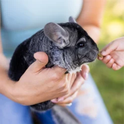 Standlee PremiYum AppleYums Apple Small Animal Treats, 8-oz Box -MiniMates Shop 983542 PT4. AC SS1800 V1700674819