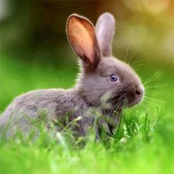 Standlee PremiYum AppleYums Apple Small Animal Treats, 8-oz Box -MiniMates Shop 983542 PT5. AC SS1800 V1700674824