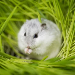 Standlee PremiYum AppleYums Apple Small Animal Treats, 8-oz Box -MiniMates Shop 983542 PT6. AC SS1800 V1700674822