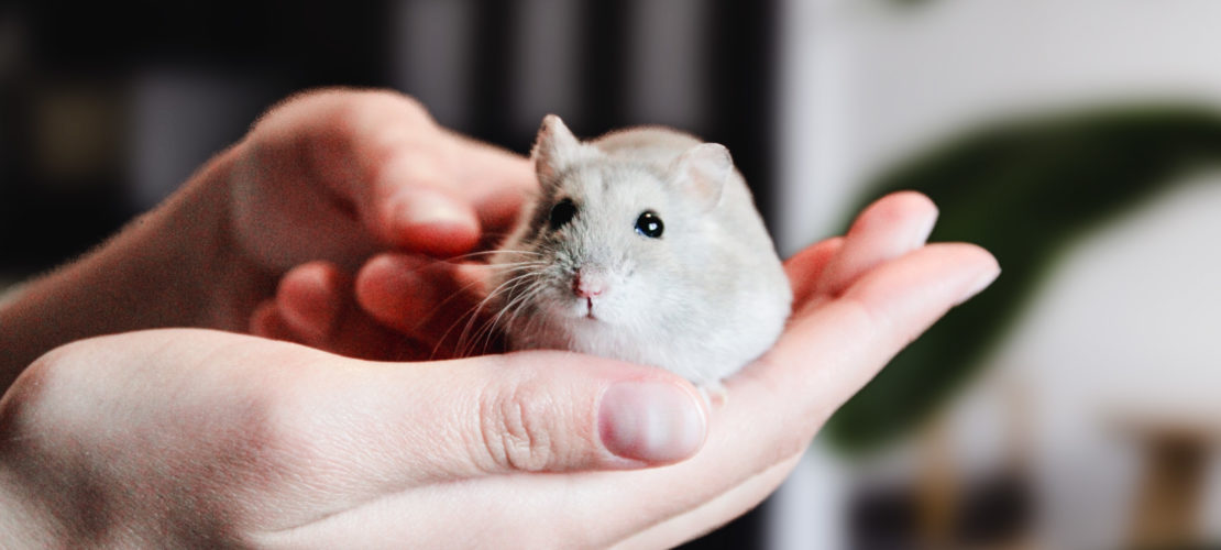 Front Page -MiniMates Shop banner2